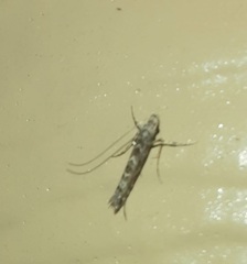 Neurobathra strigifinitella
