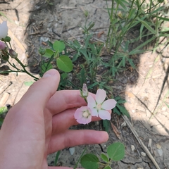 Callirhoe alcaeoides