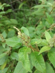Croton heliotropiifolius