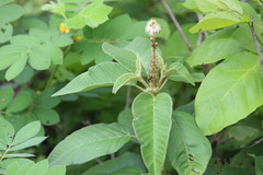 Croton heliotropiifolius