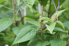 Croton heliotropiifolius