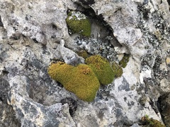 Hypodontium