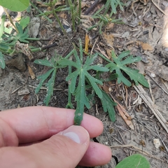 Callirhoe alcaeoides