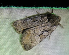 Sympistis chionanthi