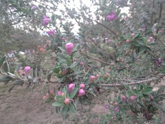 Leucophyllum frutescens