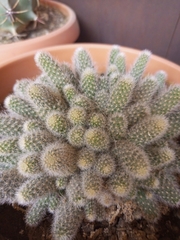 Rebutia