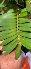 Zamia loddigesii