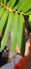 Zamia loddigesii