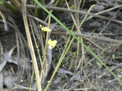 Utricularia subulata