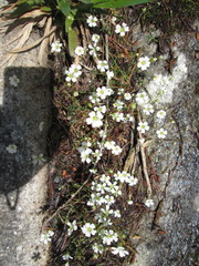Arenarieae