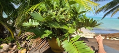 Zamia loddigesii
