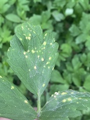 Puccinia magnusiana