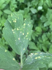 Puccinia magnusiana