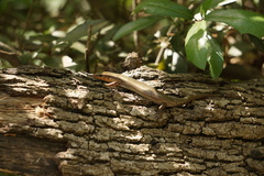 Plestiodon tetragrammus brevilineatus