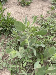 Gaillardia amblyodon