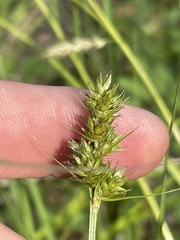 Carex austrina