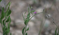Rhinotropis lindheimeri