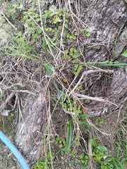 Poa anceps