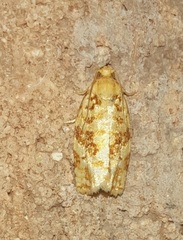 Archips georgiana