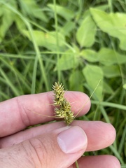 Carex austrina