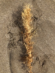 Sargassum desfontainesii