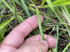 Carex austrina