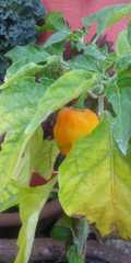 Capsicum chinense