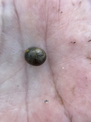 Littorina obtusata