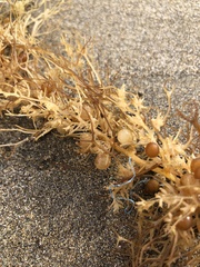 Sargassum desfontainesii