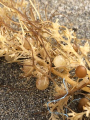 Sargassum desfontainesii