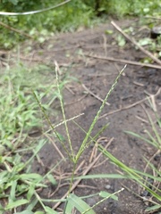Digitaria bicornis