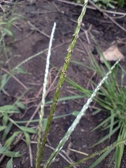 Digitaria bicornis