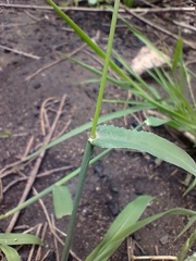 Digitaria bicornis