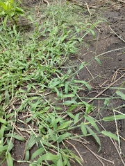 Digitaria bicornis