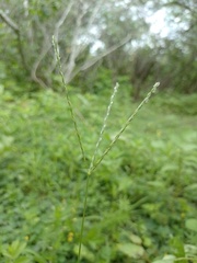 Digitaria bicornis
