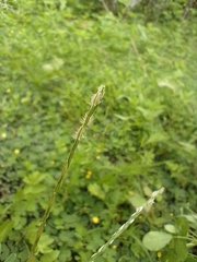 Digitaria bicornis