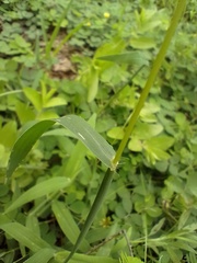 Digitaria bicornis