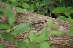 Plestiodon tetragrammus brevilineatus
