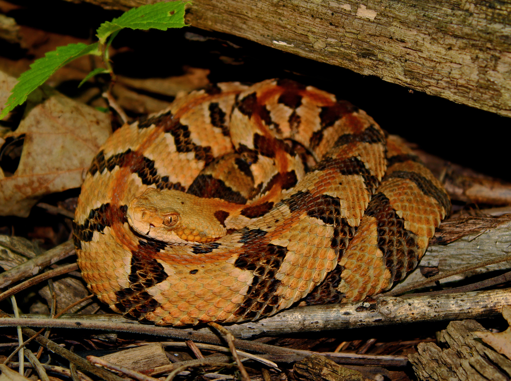 Timber Rattlesnake (aka Canebrake Rattlesnake) (Venomous And Non ...