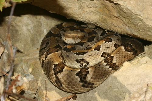 Timber Rattlesnake (aka Canebrake Rattlesnake) (Venomous and Non ...