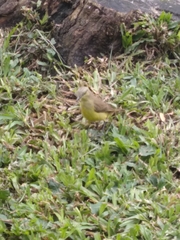 Machetornis rixosa