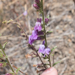 Sairocarpus vexillocalyculatus vexillocalyculatus