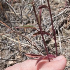 Sairocarpus vexillocalyculatus vexillocalyculatus