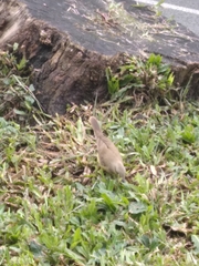 Machetornis rixosa