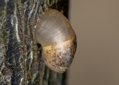 Megaustenia imperator