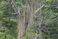 Rhipsalis lindbergiana