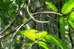 Pogonotriccus eximius