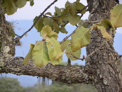 Quercus resinosa