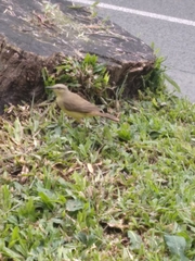 Machetornis rixosa