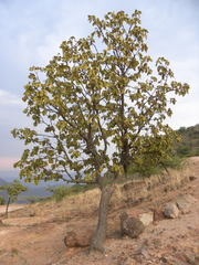 Quercus resinosa